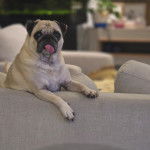 Un Bullpug assis sur un canapé et tirant la langue 