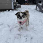 Un Bullpug sur une surface enneigée et portant un harnais 