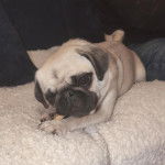 Un Bullpug allongé sur un canapé et regardant vers la caméra 