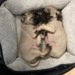 Deux Bullpug allongés dans un panier et semblant tous les deux détendus 