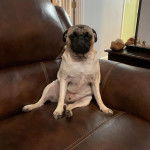 Un Bullpug assis sur un canapé et portant un collier autour du cou