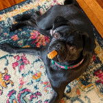 Un Bullpug allongé sur un tapis et portant un collier autour du cou