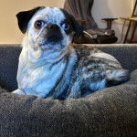 Un Bullpug allongé sur un canapé et semblant détendu