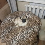 Un Bullpug allongé dans un panier et regardant vers la caméra