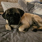 Un Bullpug allongé sur un lit et regardant vers la caméra
