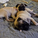 Deux Bullpug allongé sur un lit et portant tous les deux un collier du cou