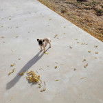 Un Bullpug sur une surface bétonnée et portant un collier autour du cou 