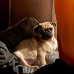 Un Bullpug assis et regardant vers la caméra 