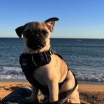 Un Bullpug assis sur une personne et portant un harnais 