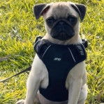 Un Bullpug assis sur un terrain herbeux et portant un harnais 