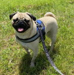Un Bullpug sur un terrain herbeux et qui est tenu en laisse 