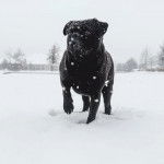 Un Bullpug marchant sur une surface enneigée