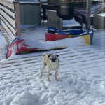Un Bullpug sur une surface enneigée et regardant vers la caméra