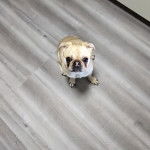 Un Bullpug sur un plancher et regardant la caméra 