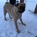 Un Bullpug sur une surface enneigée 