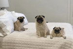 Trois Bullpug sur un lit et regardant tous les trois la caméra