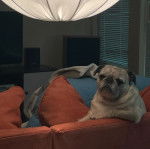 Un Bullpug assis sur un canapé et regardant vers la caméra 