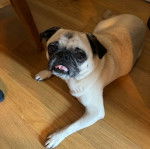 Un Bullpug allongé sur un plancher et tirant la langue 