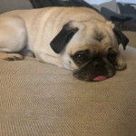 Un Bullpug allongé sur un canapé et regardant vers la caméra