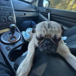 Un Bullpug allongé sur le siège d'une voiture et semblant dormir 