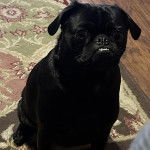 Un Bullpug assis sur un tapis et regardant vers la caméra 
