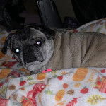 Un Bullpug allongé sur un lit et regardant la caméra