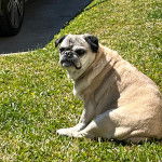 Un Bullpug assis sur une surface gazonnée ett regardant vers la caméra 
