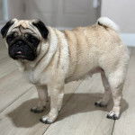 Un Bullpug sur un sol carrelé et regardant vers la caméra 