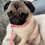 Un Bullpug assis dans un panier et qui est tenu en laisse