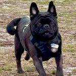 Un Bullpug sur un terrain herbeux et portant un harnais