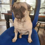 Un Bullpug assis sur une chaise et semblant détendu