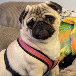 Un Bullpug assis sur un canapé et portant un harnais 