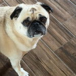 Un Bullpug sur un sol carrelé et regardant vers la caméra 