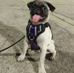 Un Bullpug tirant la langue et qui est tenu en laisse