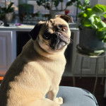 Un Bullpug assis sur un canapé et regardant vers la caméra 