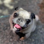 Un Bullpug assis et ayant la gueule légèrement ouverte 