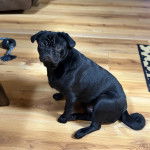 Un Bullpug assis sur un parquet et regardant la caméra 