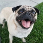 Un Bullpug sur un terrain herbeux et ayant la gueule légèrement ouverte 