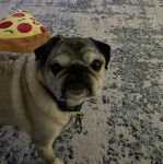 Un Bullpug sur une moquette et portant un collier autour du cou