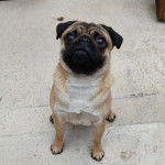 Un Bullpug assis sur une surface bétonnée et regardant vers le haut