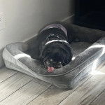 Un Bullpug allongé dans un panier et tirant la langue 