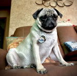 Un Bullpug assis sur un fauteuil et portant un collier autour du cou