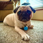 Un Bullpug allongé sur une moquette et portant un collier autour du cou 