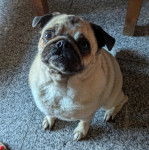 Un Bullpug assis sur un sol carrelé 