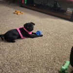 Un Bullpug allongé sur une moquette et portant un harnais 