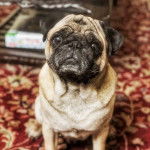 Un Bullpug assis sur un tapis 