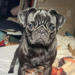 Un Bullpug sur un lit et regardant vers la caméra 