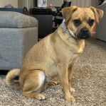 Un Bullpug assis sur une moquette et portant un collier autour du cou