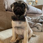 Un Bullpug assis sur une moquette et portant un nœud papillon autour du cou