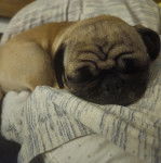 Un Bullpug allongé et semblant dormir 